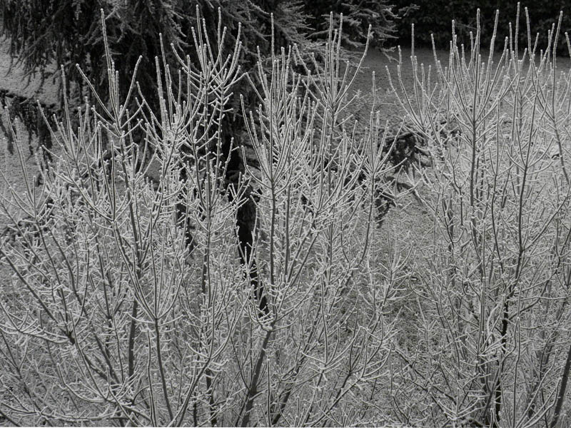 P90-2012-01-18-6231-gALAVERNA.jpg