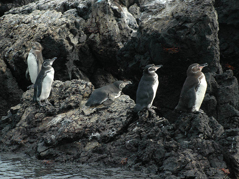 Spheniscus_mendiculus_3457.jpg