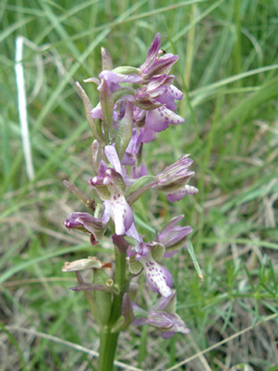 orchis_dubbiosa1.jpg
