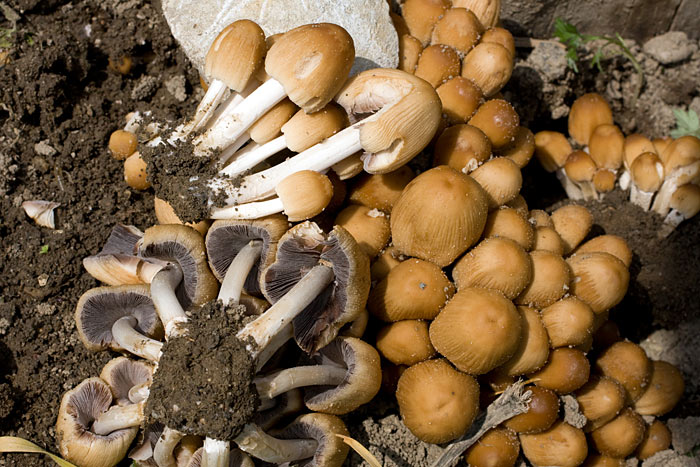 Fungo su rimedi di gente di dita del piede di trattamento