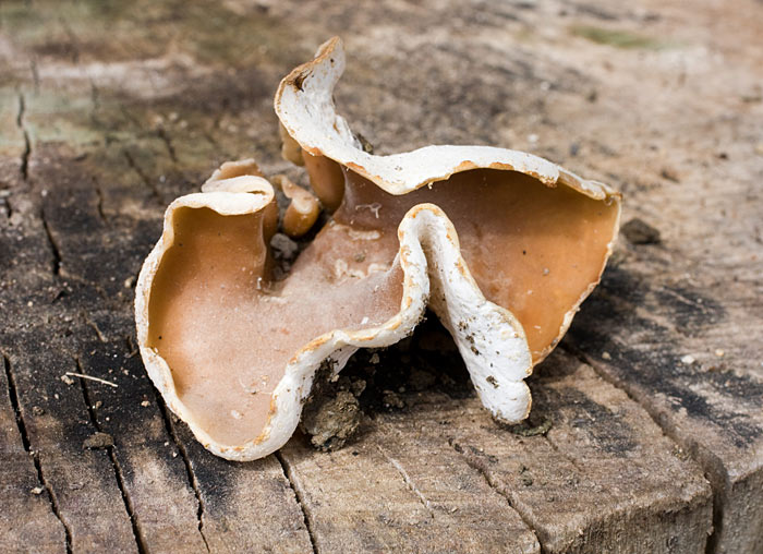Unguento di zinco da funghi