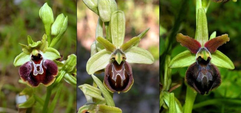 ophrys_1.jpg