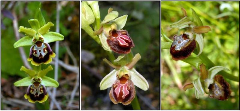 ophrys_2.jpg