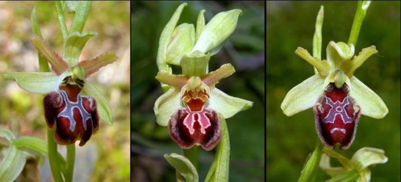 ophrys_4.jpg