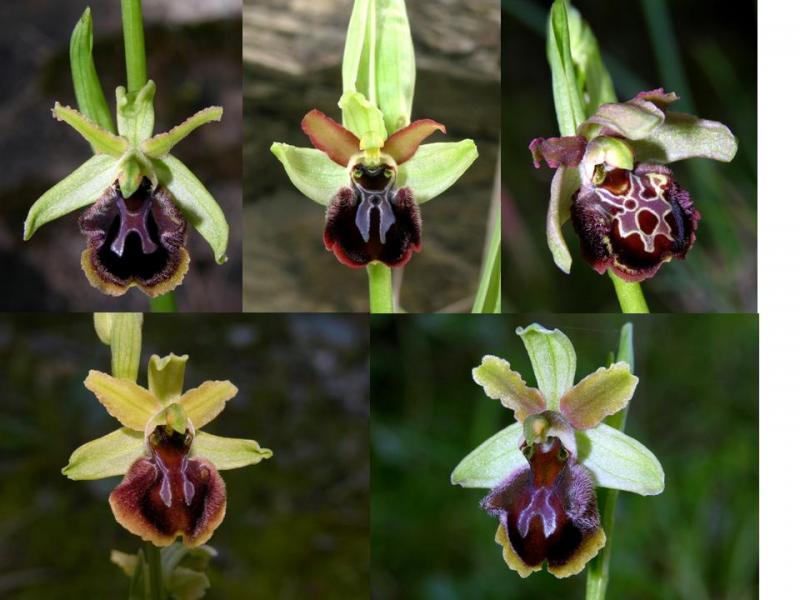 ophrys_3.jpg