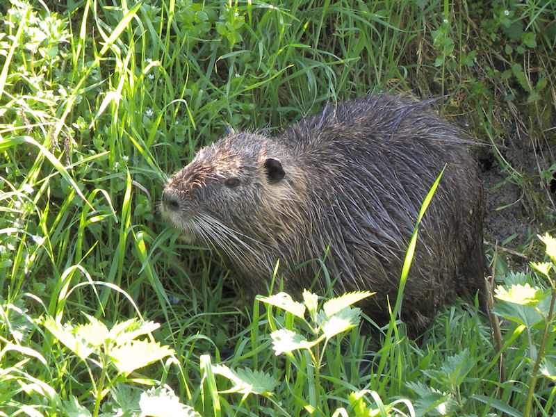 nutria 003.jpg