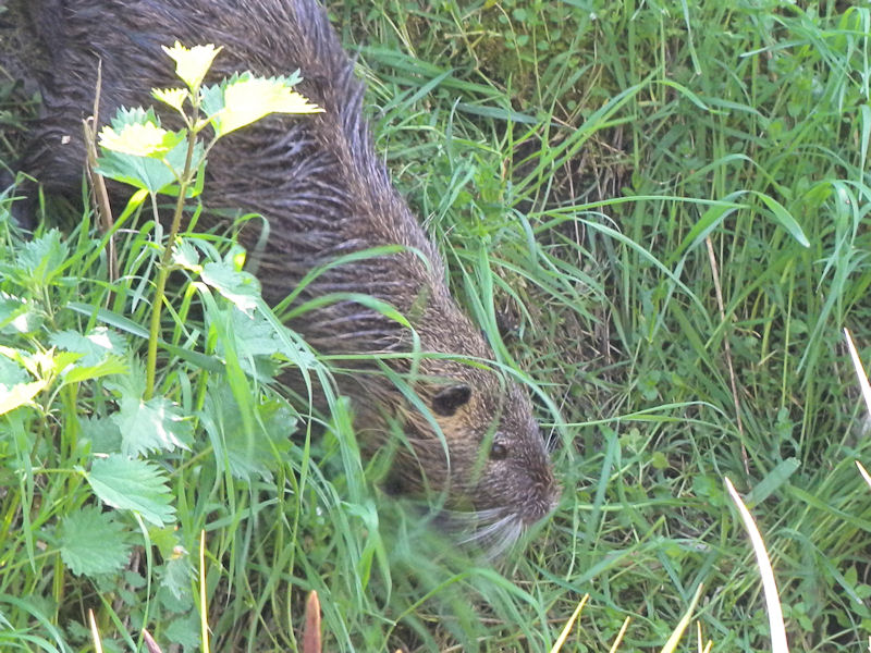 nutria 005.jpg