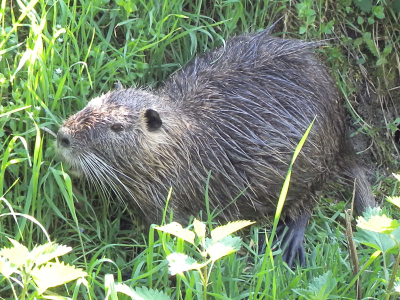 nutria 004.jpg