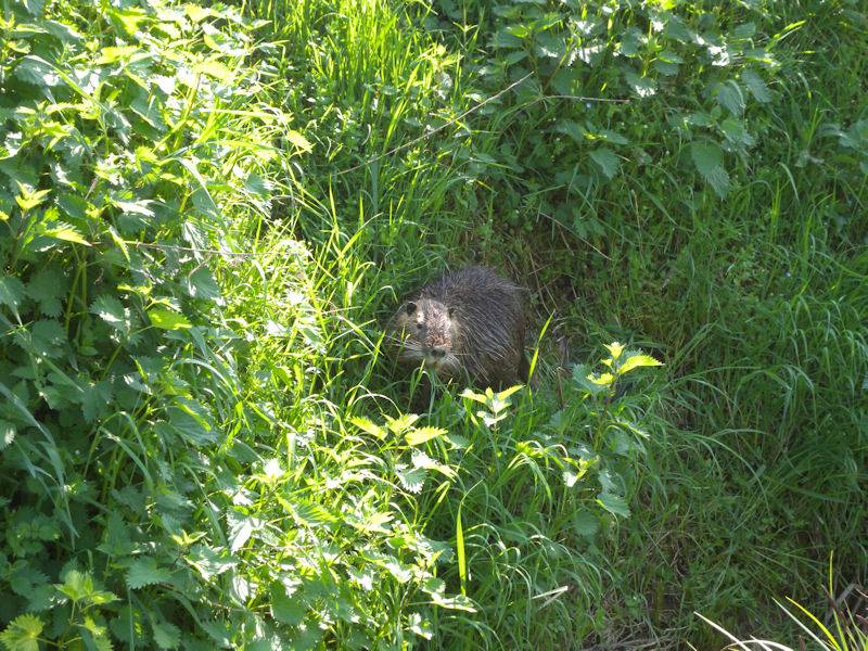 nutria 002.jpg