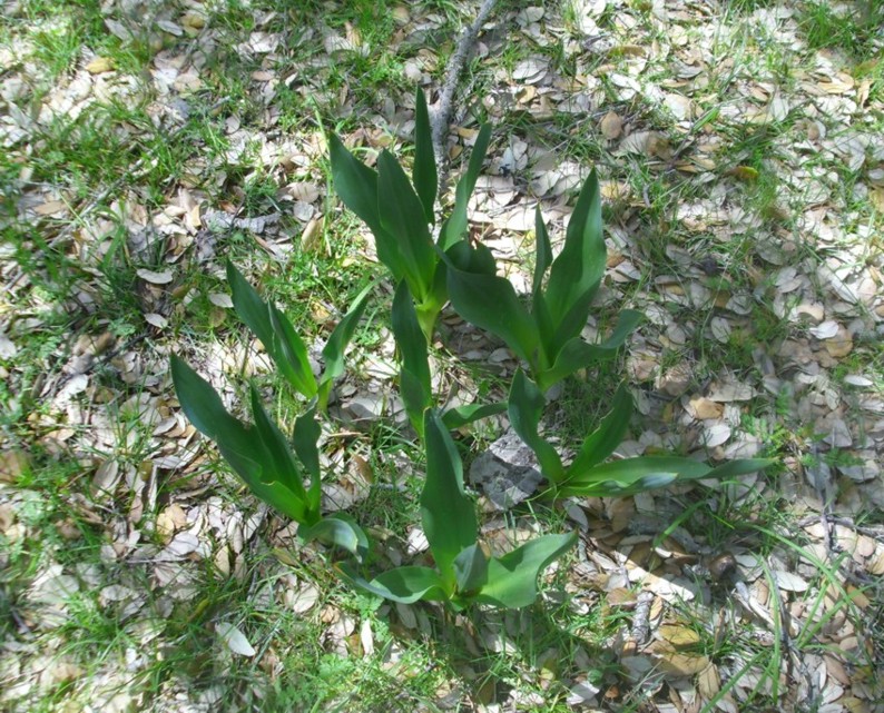 pianta 1.jpg