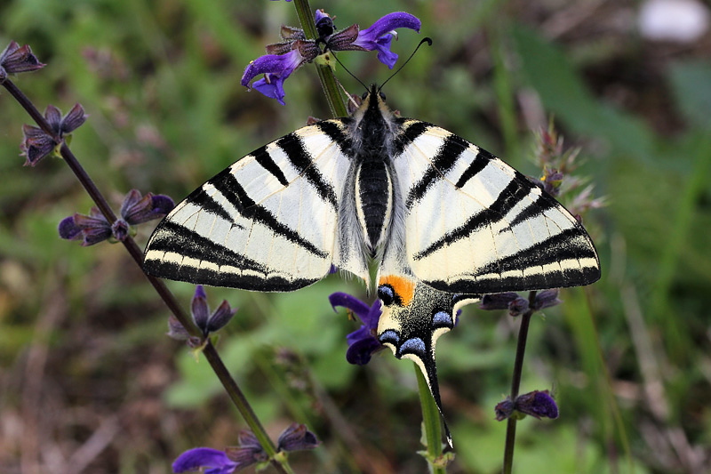3i-iphiclides-podalirius-XMG_2793.jpg