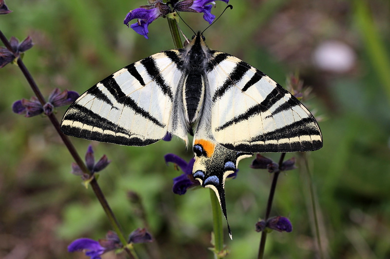 4i-iphiclides-podalirius-XMG_2799.jpg
