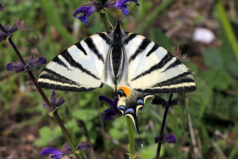 5i-iphiclides-podalirius-XMG_2803.jpg