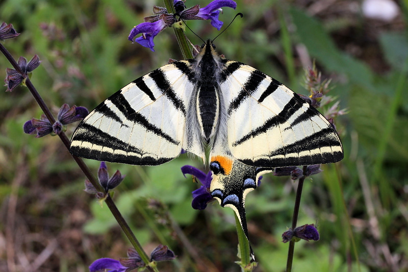 6i-iphiclides-podalirius-XMG_2792.jpg