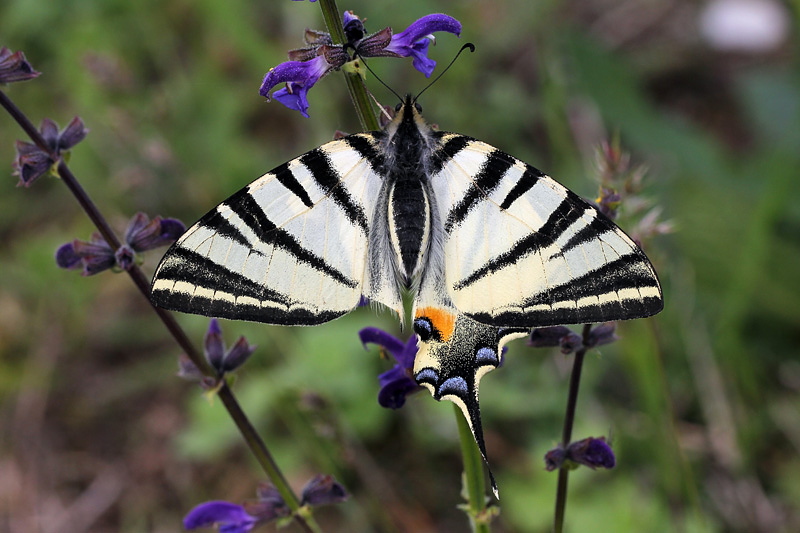 2i-iphiclides-podalirius-XMG_2794.jpg