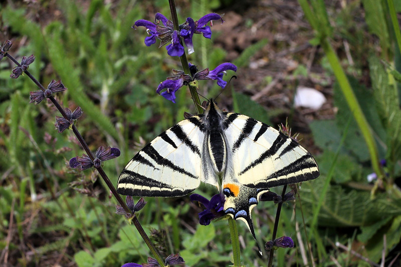 1i-iphiclides-podalirius-XMG_2787.jpg
