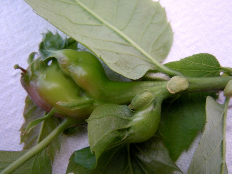 9 4 2012 012_800x600.jpg