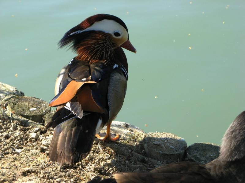 papere_Corticella__10_maggio_2008_007.jpg