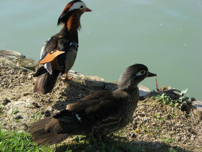papere_Corticella__10_maggio_2008_008.jpg
