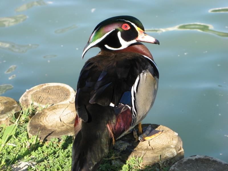 papere_Corticella__10_maggio_2008_024.jpg