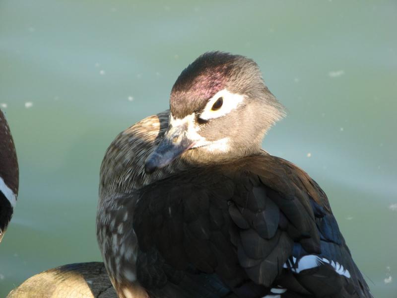 papere_Corticella__10_maggio_2008_026.jpg