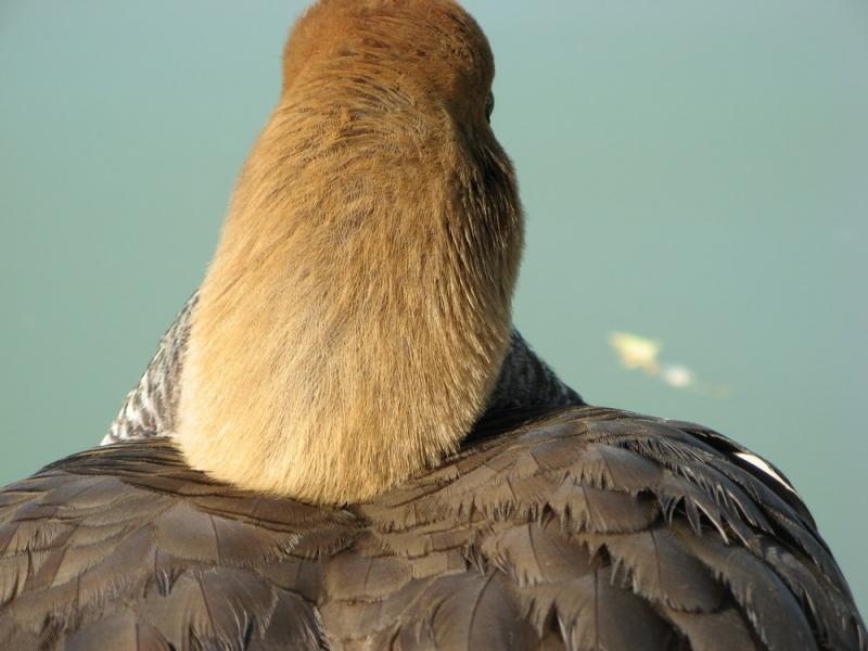 papere_Corticella__10_maggio_2008_016.jpg