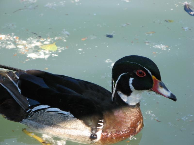 papere_Corticella__10_maggio_2008_021.jpg