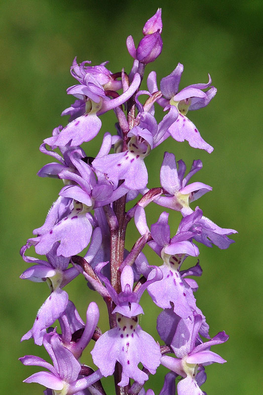 9-mascula.jpg