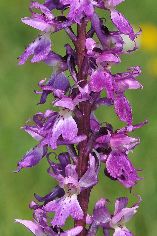 3-mascula.jpg