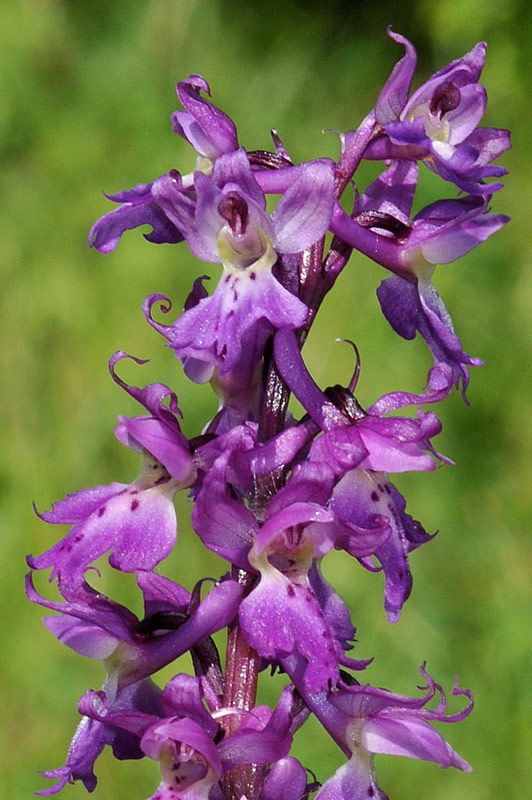 4-mascula1.jpg