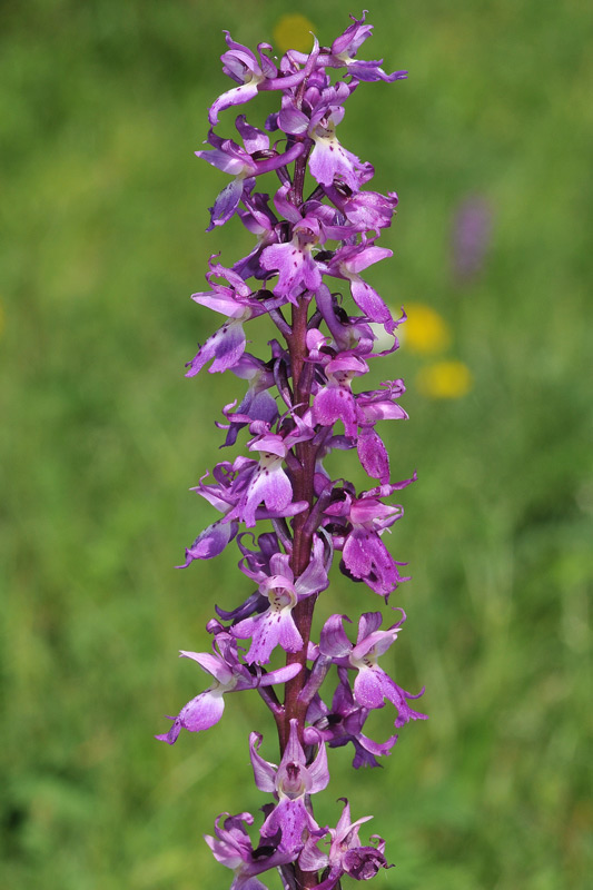 2-mascula.jpg