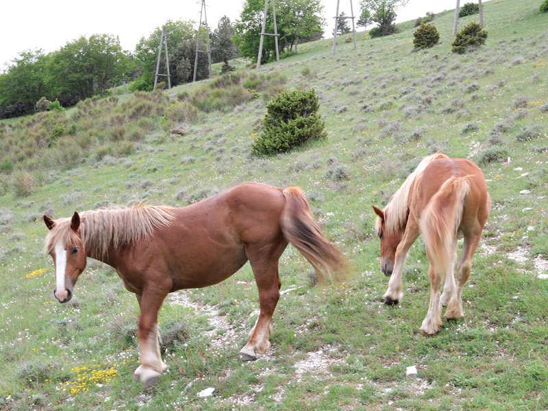 DSCN2593.jpg