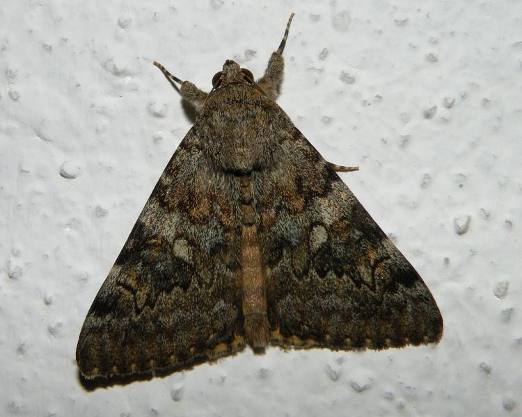 Farfalla notturna Animali &quot;inferiori&quot; da determinare (insetti, ragni