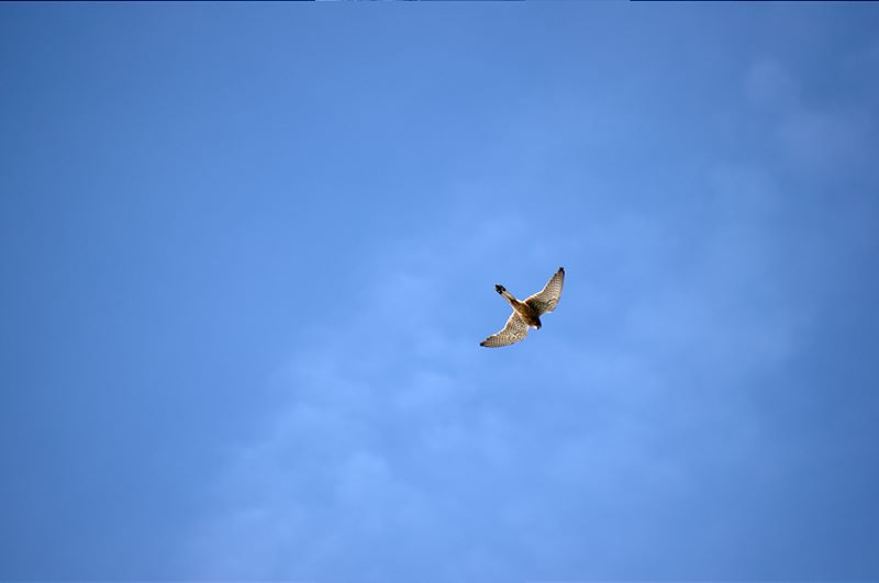 IMGP3903.jpg