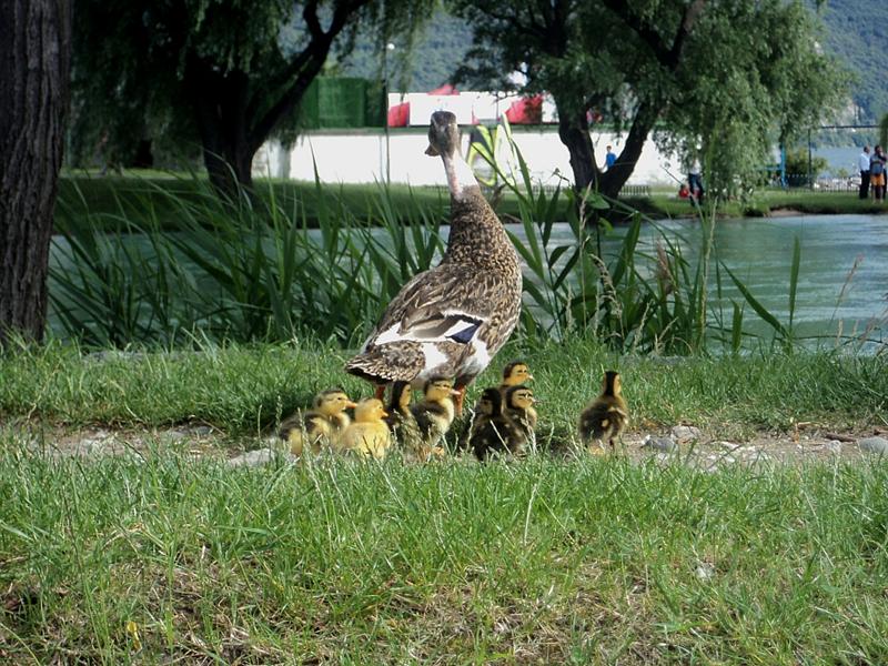 foto 063 (Medium).jpg