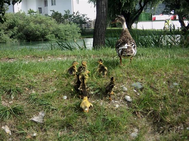 foto 061 (Medium) (Small).jpg