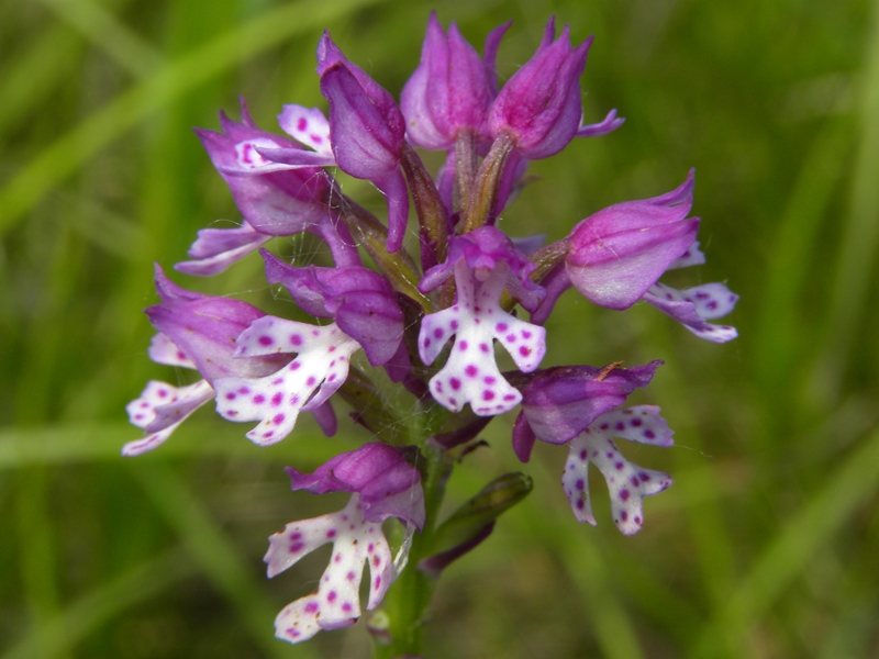 DSCN9909.JPG