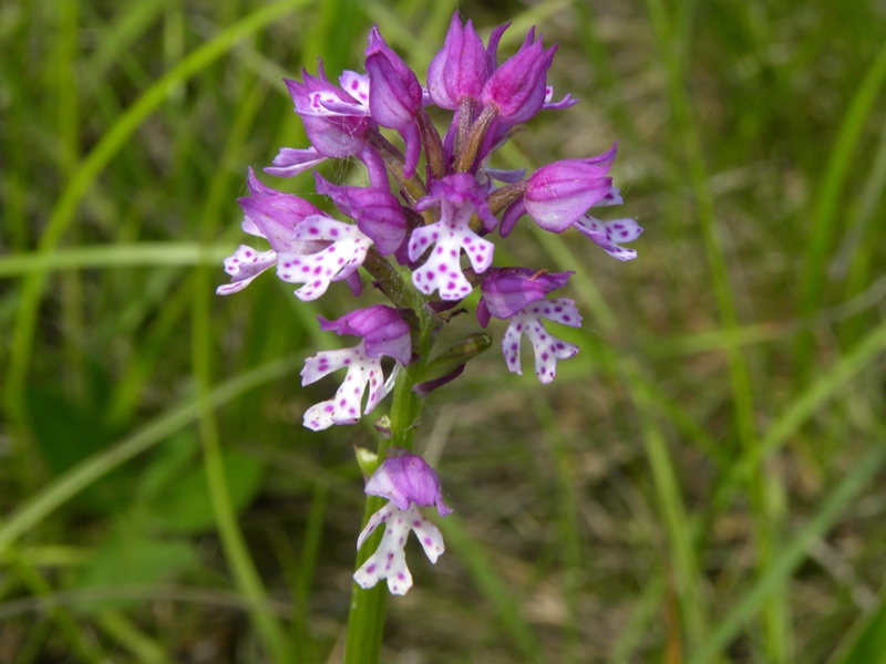 DSCN9906.JPG