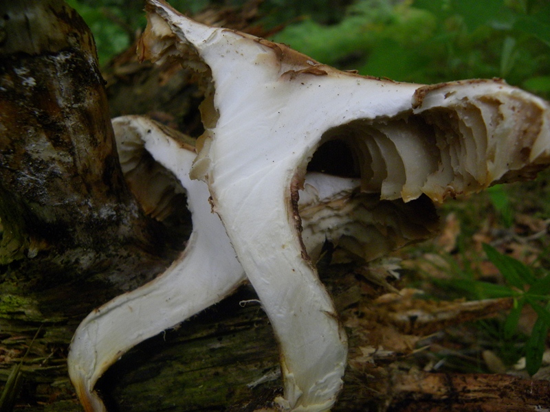 DSCN0708.JPG