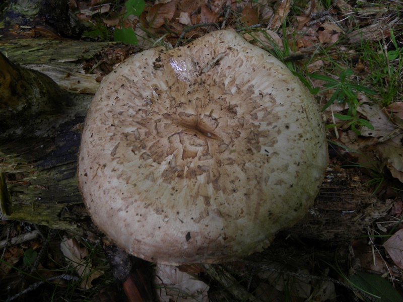 DSCN0696.JPG
