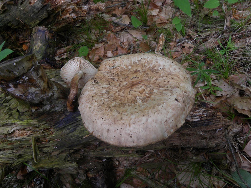 DSCN0688.JPG