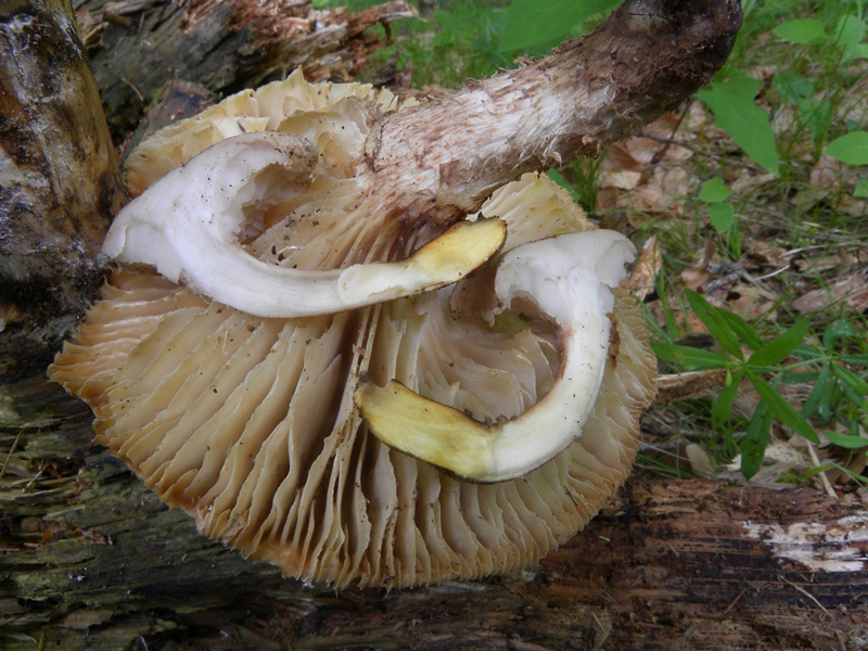 DSCN0702.JPG