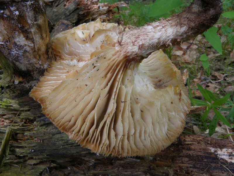 DSCN0701.JPG