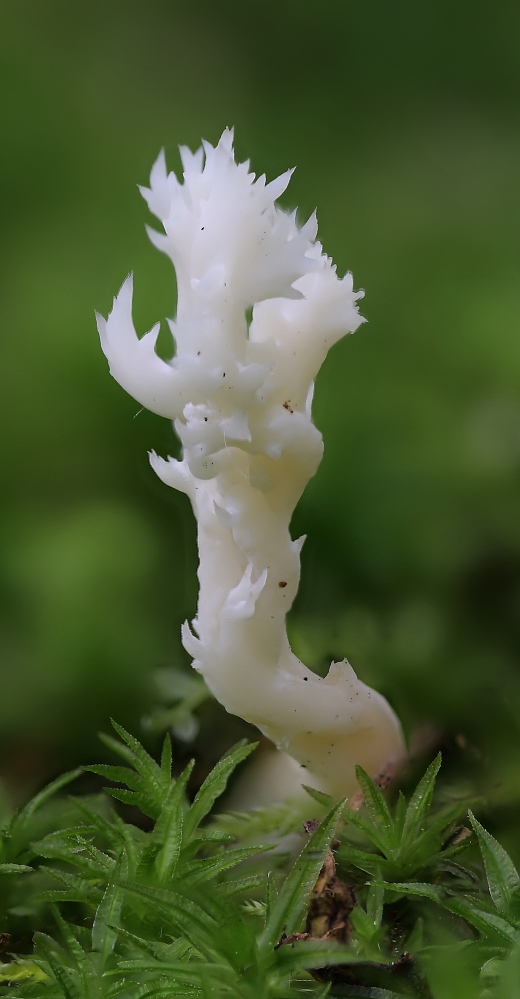 corallo1_0001.JPG