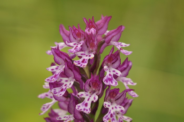 ustulata _0130.jpg