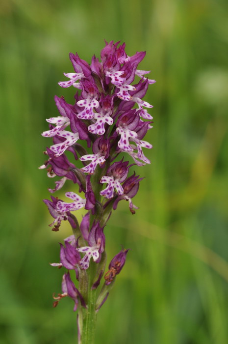 ustulata _0127.jpg