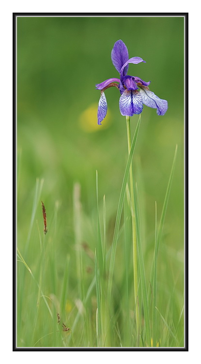 iris.jpg
