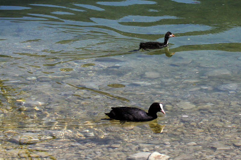 11i-folaga-(fulica-atra)-XMG_8986.jpg
