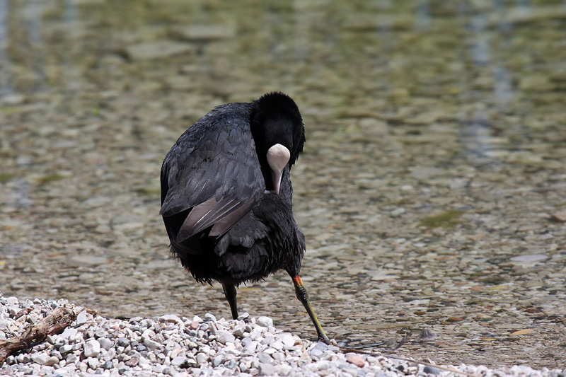 6i-folaga-(fulica-atra)-XMG_8971.jpg