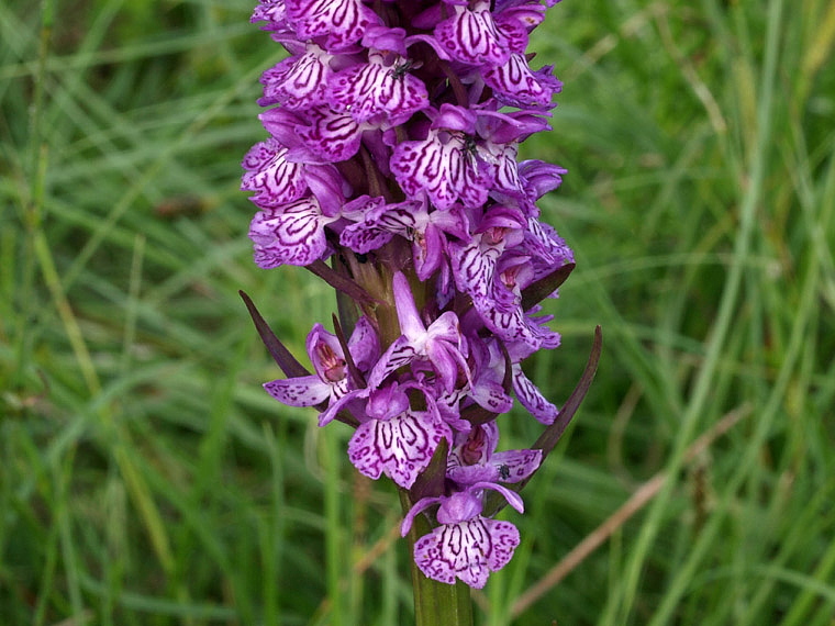4g-dactylorhiza-majalis-lago del ventasso-X6279524.jpg